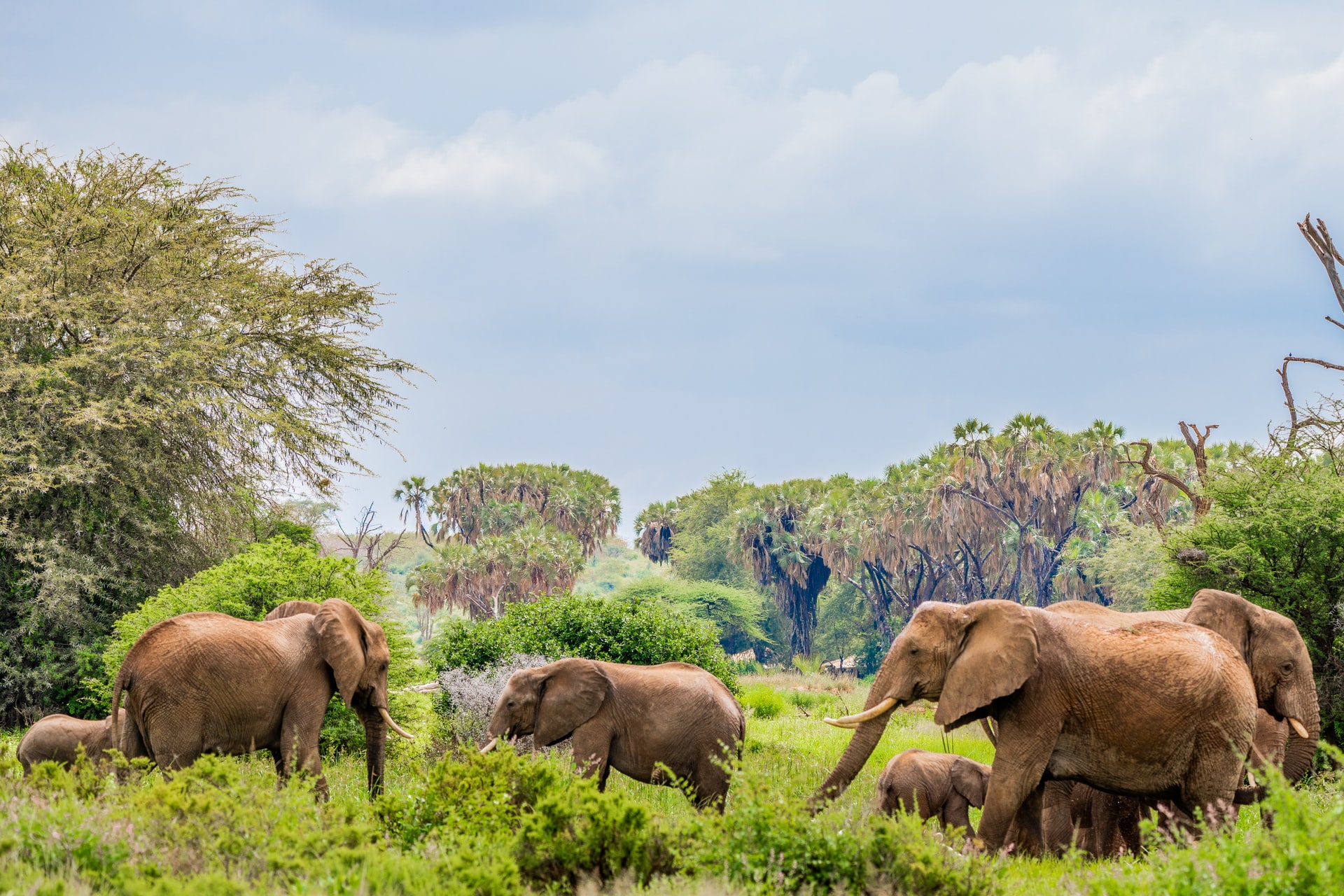 Elephants - big five safaris and travel africa