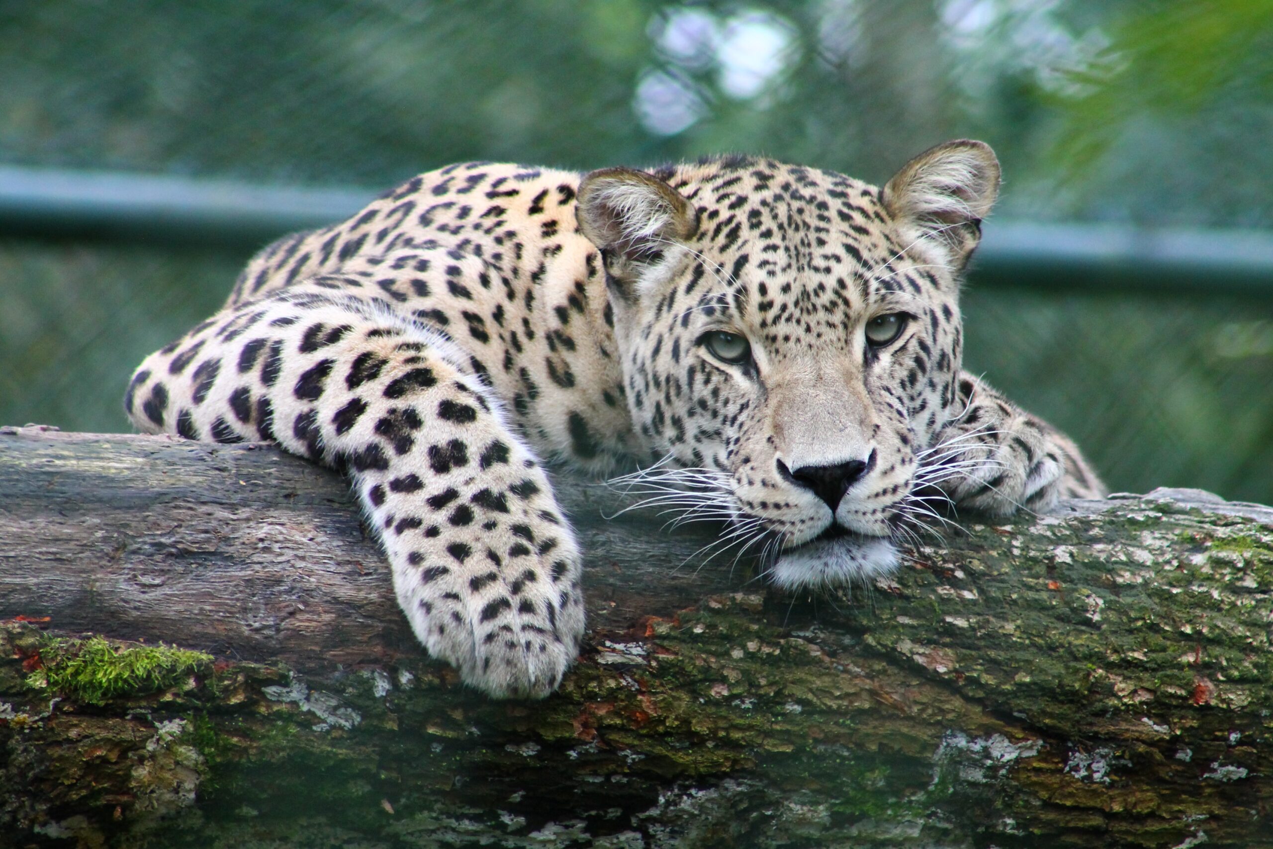 cheatah - big cat safaris and travel africa