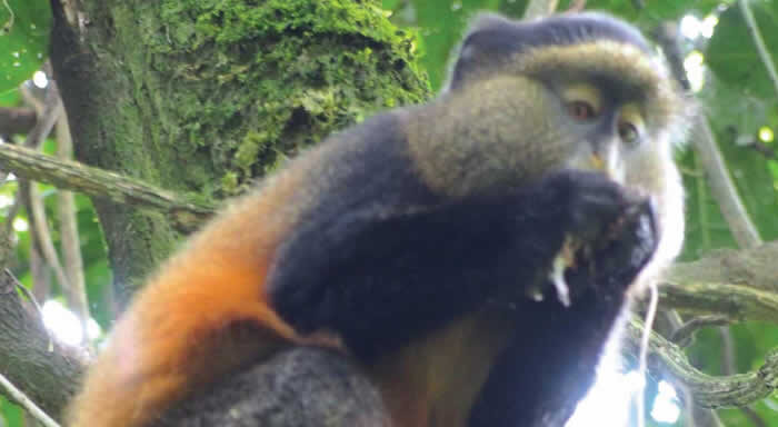 golden monkey rwanda