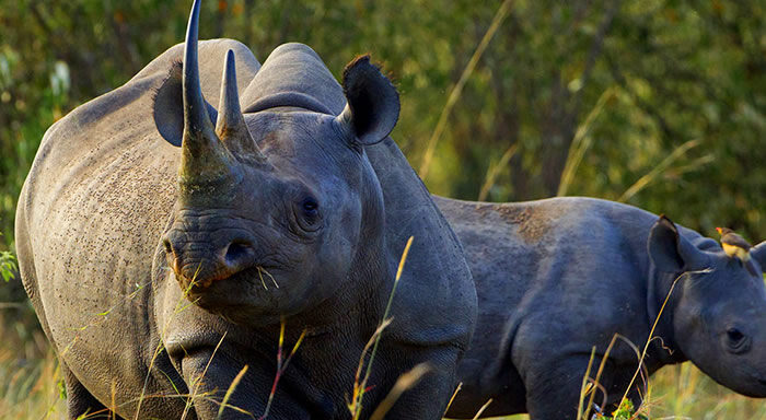 Kenya Classic Safari through the Great Rift Valley, Samburu, Lake Nakuru, and Masai Mara with wildlife and scenic landscapes