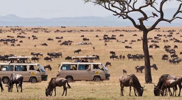 Predator and Prey Interaction