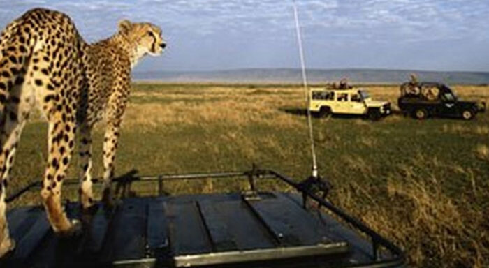 Cheatah - Big cat safaris and travel africa