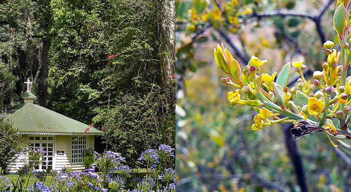 View of the lush, green canopy of Kakamega Forest, Kenya's tropical rainforest, filled with diverse wildlife and bird species
