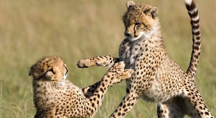 classic safaris - safaris and travel africa