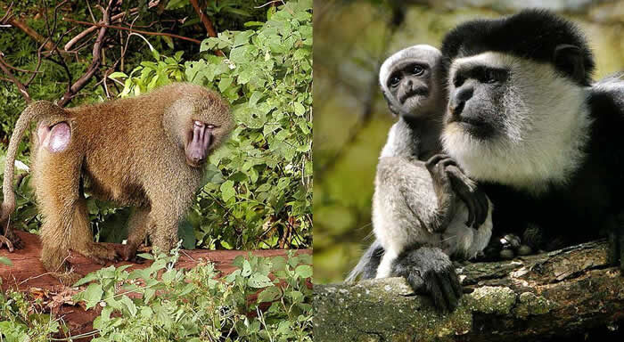 Rwanda Monkeys