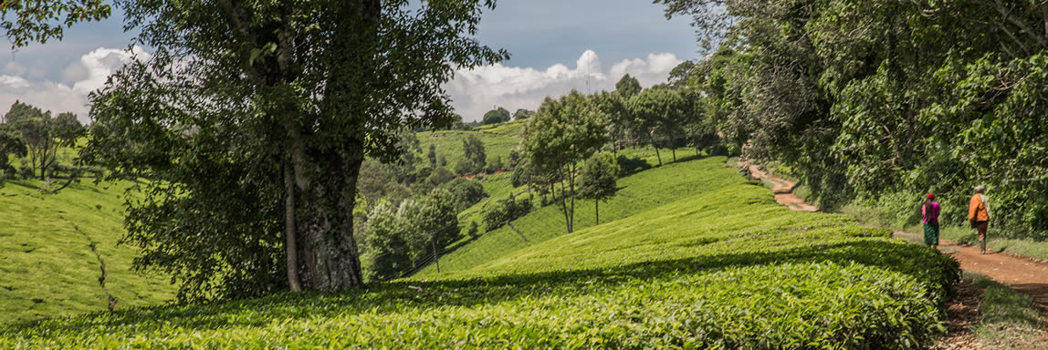 Kiambethu Tea Farm Homestay