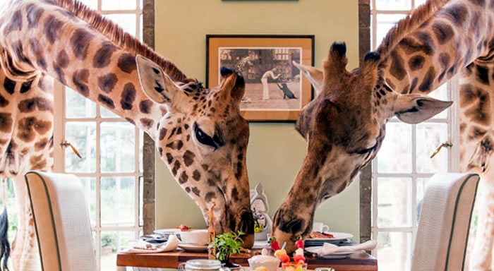 excursion safari tours kenya