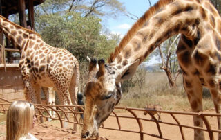 giraffe center safari excursion